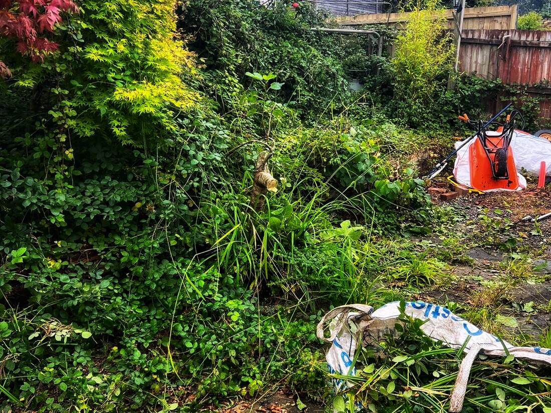Overgrown rear garden before work started